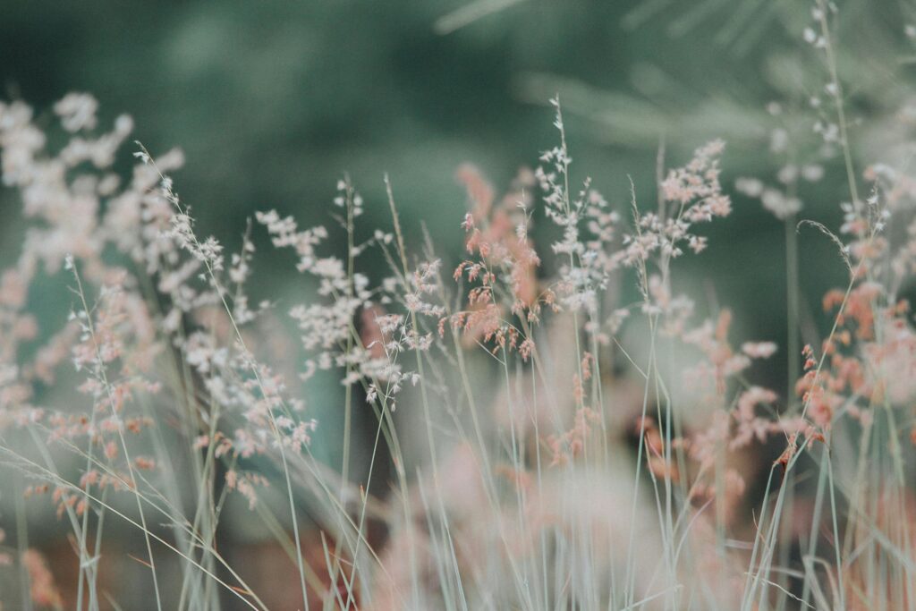 A tranquil meadow featuring delicate grasses in soft, dreamy focus, perfect for nature-themed backgrounds.
